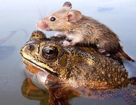 动物界的怪伙伴：老鼠骑蛤蟆逃脱洪水