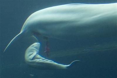 温哥华大白鲸分娩产小鲸全过程(组图)