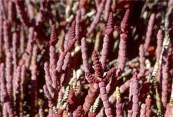 2007ʮ�������֣�����ֲ����������С��