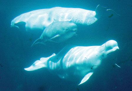 加拿大水族馆白鲸三代同池享天伦之乐(图)
