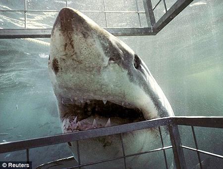 摄影师拍到运动员与大白鲨一起冲浪(组图)