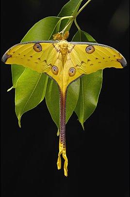 长尾水青蛾(moon moth)它是一种彗尾蛾(comet moth,是世界上最大的一