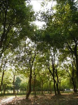 高清来袭富士S2000HD尼康P80对比评测(6)