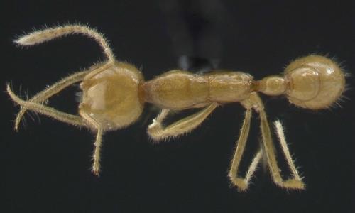 12种活化石动物：火星蚂蚁