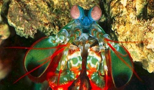 12种活化石动物：炫彩的螳螂虾