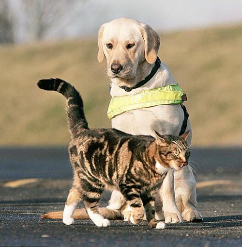 小猫利奥高高竖起尾巴从猎犬前走过