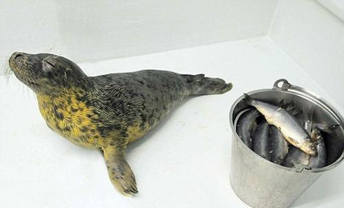 Ӣ��С��������������־�֢�ܾ�����(��ͼ)