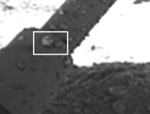 新科学家杂志：凤凰号可能首次拍到火星液态水