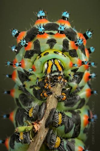 十种令人恐怖的昆虫:魔花螳螂外表艳丽(图)