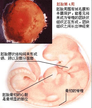 胎儿发育图谱：1～4周时的胎儿