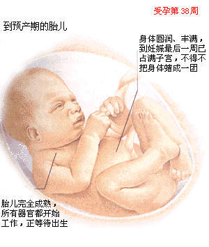 即将出生的胎儿