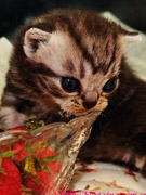 СĢ��43���