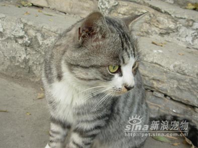 组图:一只帅气的小野猫