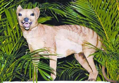 美澳复活灭绝动物袋狼基因(图)_新浪生活_新浪网