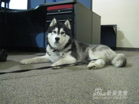 流行上班带狗的美国