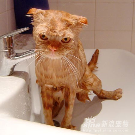 组图:猫咪洗澡日记曝光(5)