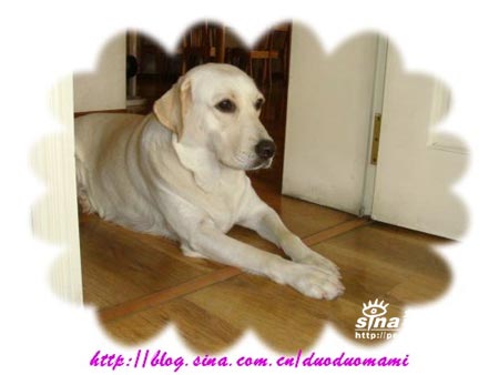 组图:多多在家当看门狗(3)