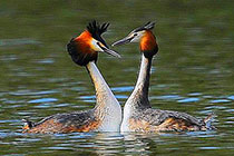 ��ͷ�G�f�Ŀ�������