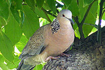 Ư�����龱���