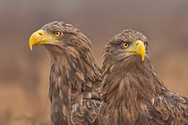 �����Ӻ����ֵ�