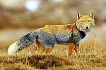 �غ�����������