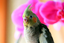 �������¼�¼