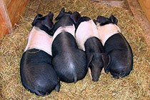 ��ƻ�������С��