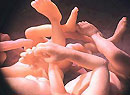 µĻ顱