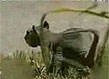 Ѫޱ