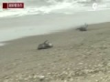 现场：日本海岸搁浅130头瓜头鲸 居民竭力拯救