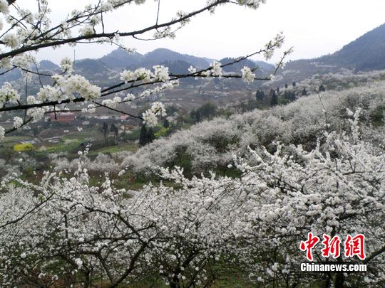 半山李花满山雪 半山李花满山雪