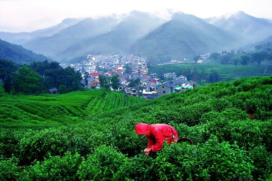 梅坞春早 莫晓萍
