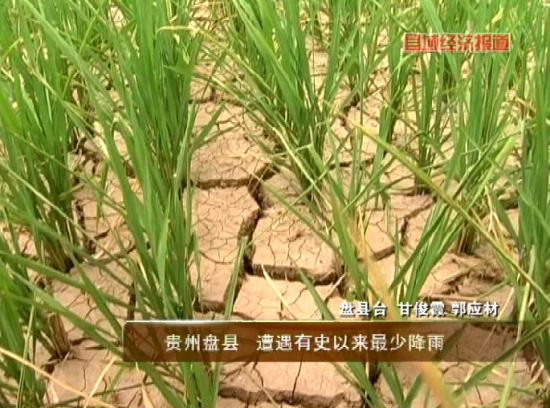 贵州盘县遭遇有史以最少降雨水稻生长受影响