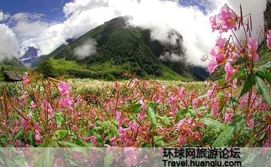 绝色花谷 绝色花谷