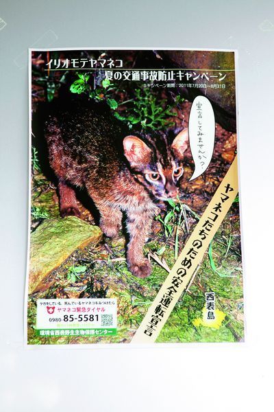 西表岛被称为日本最后的秘境,拥有非常丰富的自然资源 西表岛被称为日本最后的秘境,拥有非常丰富的自然资源