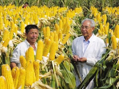 三农人物:河南省浚县玉米育种专家程相文_农业