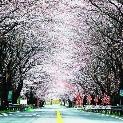 樱花道 樱花道