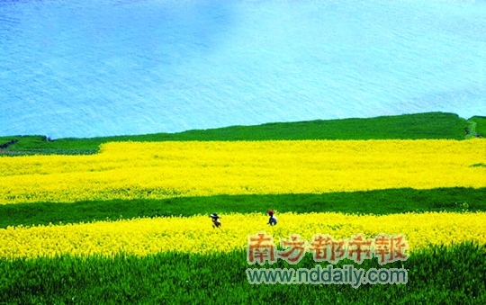 油菜花是春天的济州岛最吸引人的景色。图片来源:韩国旅游局官方网站 油菜花是春天的济州岛最吸引人的景色。图片来源:韩国旅游局官方网站