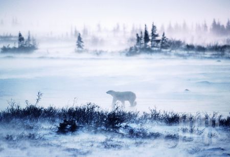 Wapusk国家公园里几乎聚集了全部野生北极熊 Wapusk国家公园里几乎聚集了全部野生北极熊