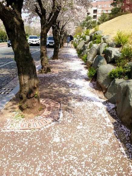 樱花散落一地,风一吹,轻轻随风扬起的花瓣雨 樱花散落一地,风一吹,轻轻随风扬起的花瓣雨