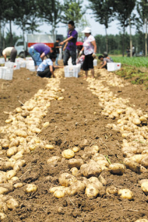 ■土豆大丰收。