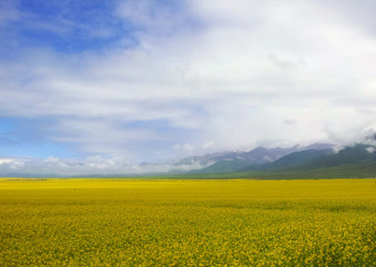 2012年7月18日西宁门源油菜花 2012年7月18日西宁门源油菜花