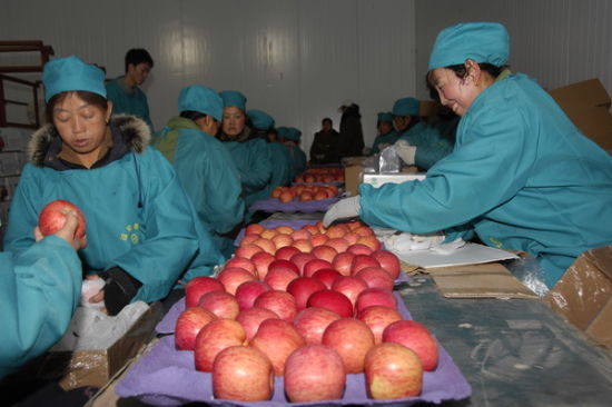 陕西洛川苹果宣传推介会11月10日在北京举办