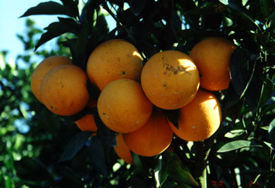 赣南脐橙主要栽培品种简介