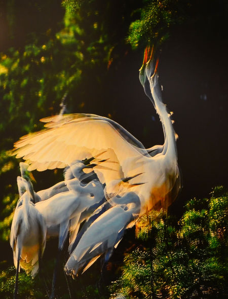 作品《长者风度》 作品《长者风度》