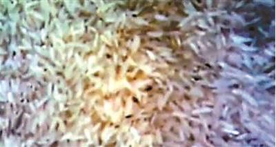 长虫的大米用于制作快餐盒饭(视频截图)