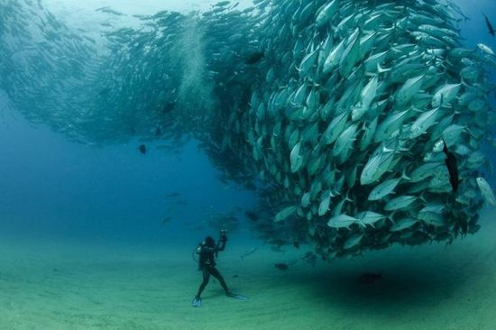 群鱼风暴(Swirling tornado of fish by Octavio Aburto) 群鱼风暴(Swirling tornado of fish by Octavio Aburto)