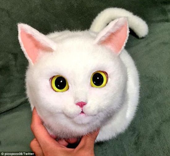 日本家庭妇女猫型包红遍推特_美股新闻