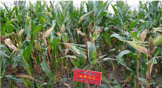 兴证期货:玉米减产质量转差 远月价格走强|玉米