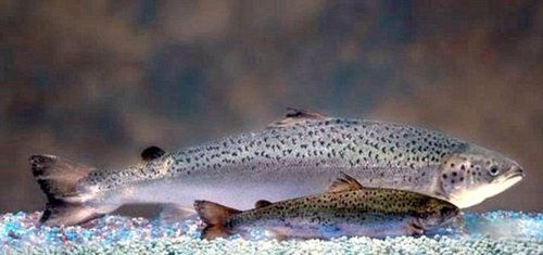 重磅消息:美国批准转基因鲑鱼供人类食用|转基